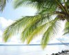 Mentawai, ,Land,For Sale,1005