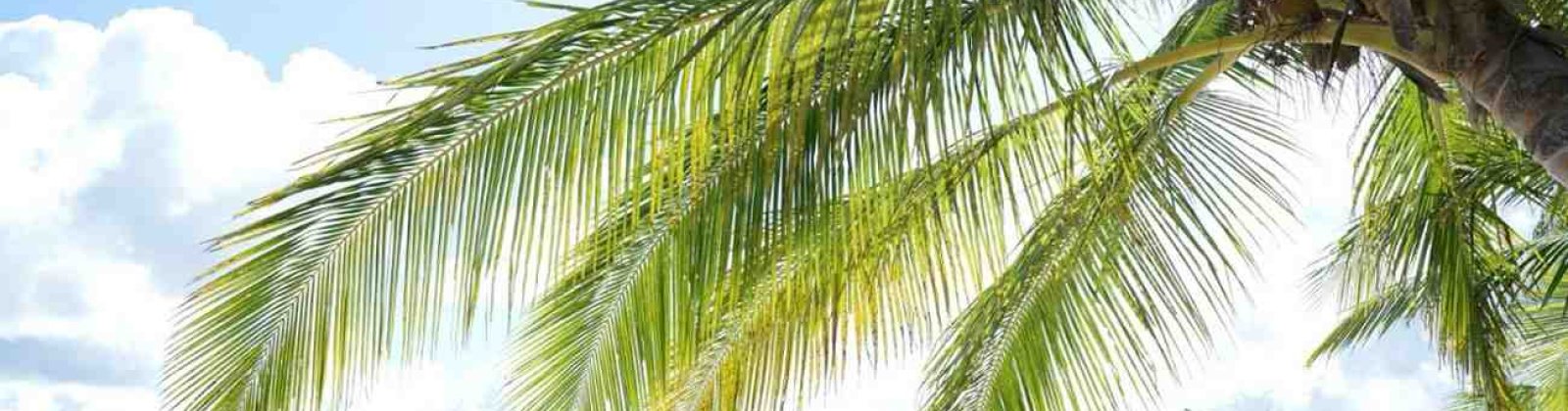 Mentawai, ,Land,For Sale,1005